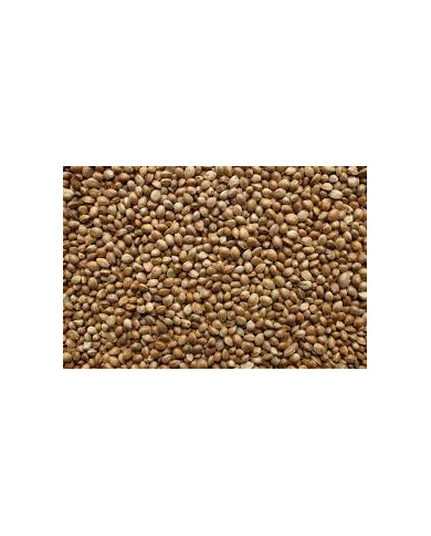 Hempseed for Fishing – Natural Attractant for Carp & Coarse Fish Hempseed for Fishing – Natural Attractant for Carp & Coarse Fish