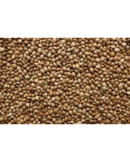 Hempseed for Fishing – Natural Attractant for Carp & Coarse Fish