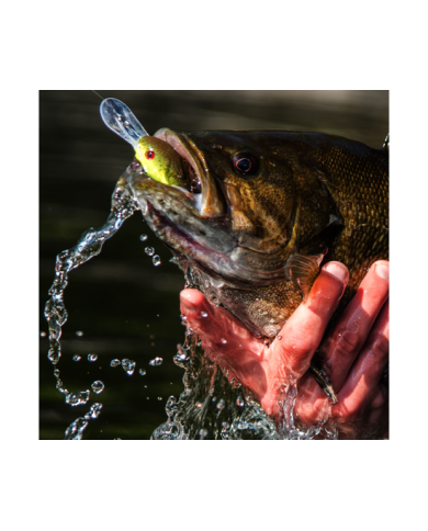 Strike King Pro Model XD3 Deep-Diving Crankbait | Best for Deep Water Fishing Strike King Pro Model XD3 Deep-Diving Crankbait | Best for Deep Water Fishing