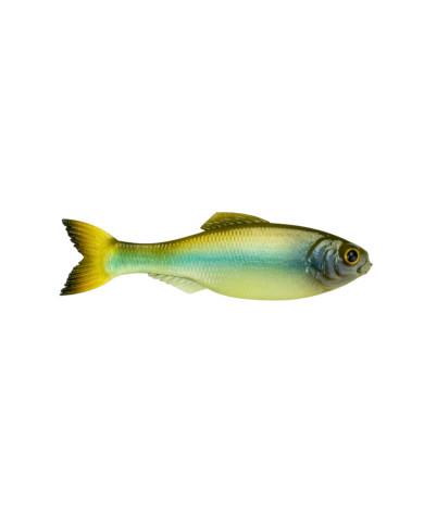 6th Sense Panorama – High-Definition Fishing Tool for Optimal Clarity 6th Sense Panorama – High-Definition Fishing Tool for Optimal Clarity