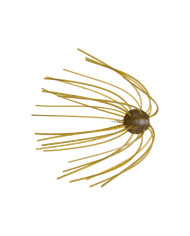 Geecrack Imo Kemushi Cue Bomb | Finesse Soft Plastic Bait