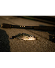 6th Sense Panorama – High-Definition Fishing Tool for Optimal Clarity 6th Sense Panorama – High-Definition Fishing Tool for Optimal Clarity