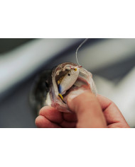 6th Sense Panorama – High-Definition Fishing Tool for Optimal Clarity 6th Sense Panorama – High-Definition Fishing Tool for Optimal Clarity