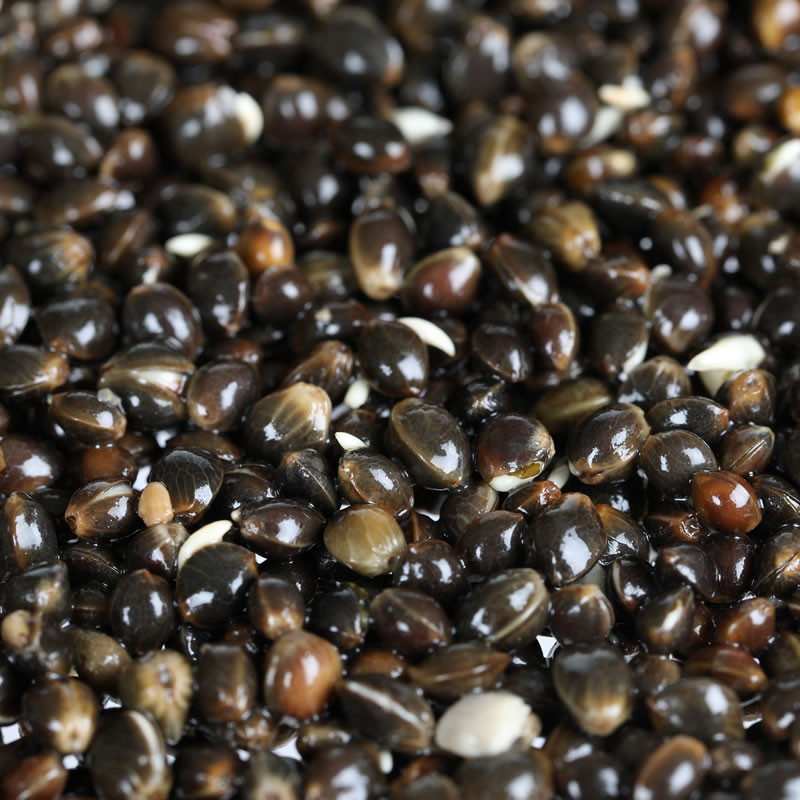 Hemp Seed